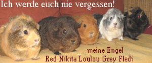 meine ENGEL :(